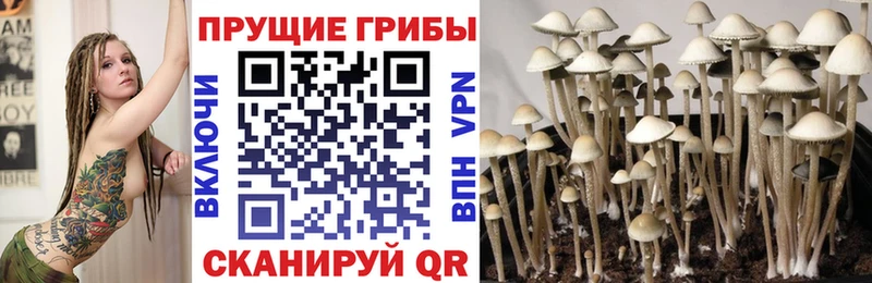 Псилоцибиновые грибы Psilocybe  Озёры 